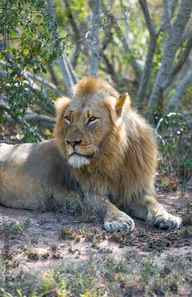 Naklejka premium Portrait of a lion