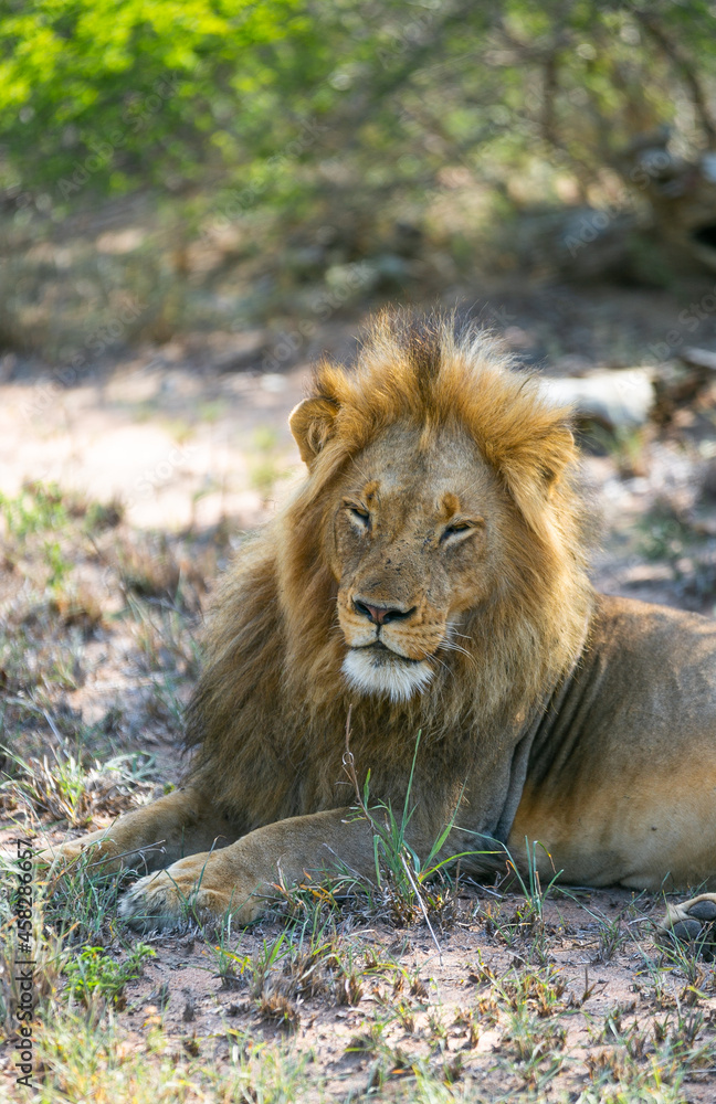 Wild lion in the natural habitat. Safari in Africa. Lions in the nature. Wildlife protection. Wild lion in the natural habitat. Safari in Africa. Lions in the nature. Wildlife protection.
