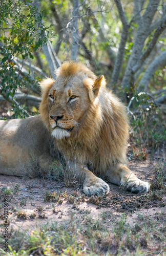 A lion in savanna. Wild animal 