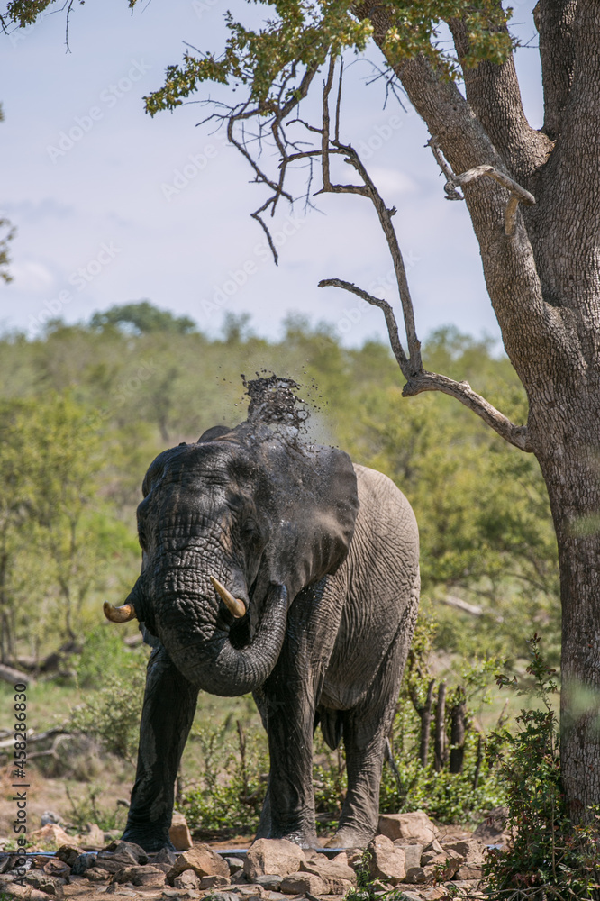 Fototapeta premium Wild animal. Safari in South Africa. African elephant at the watering hole. Kruger National Park. 