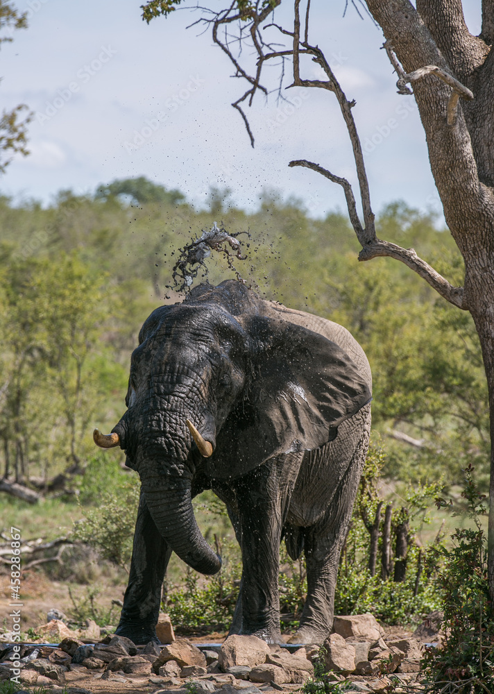 Fototapeta premium Safari in South Africa. Kruger National Park. Wild animal. African elephant at the watering hole. 