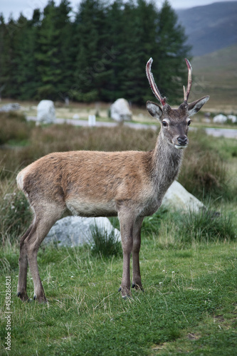 Fototapeta Naklejka Na Ścianę i Meble -  Young Deer in Glencoe