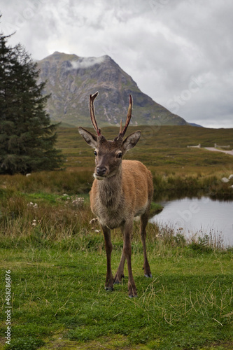 Young deer in Glencoe © Andrew