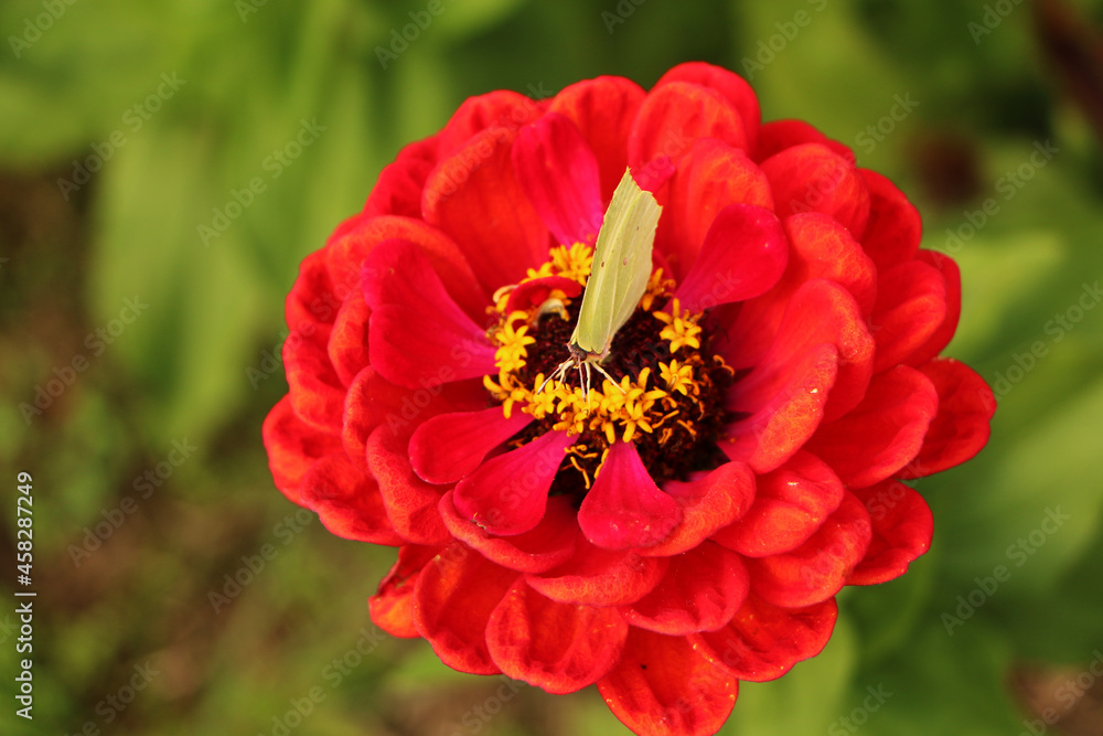 Close-up yellow butterfly on red flower, green background. Close-up yellow butterfly on red flower, green background.
