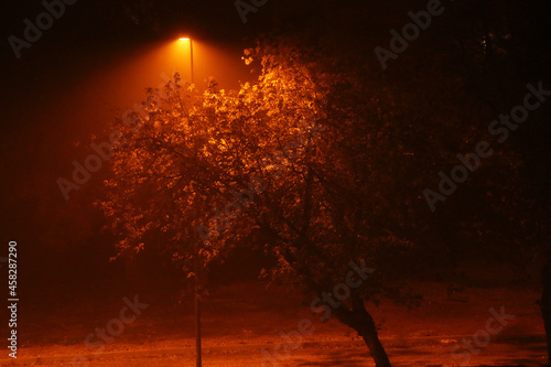Autumn tree at night in the fog illuminated by a lantern.