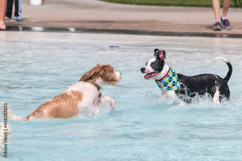 Two mixed breed dogs playing in a swimming pool