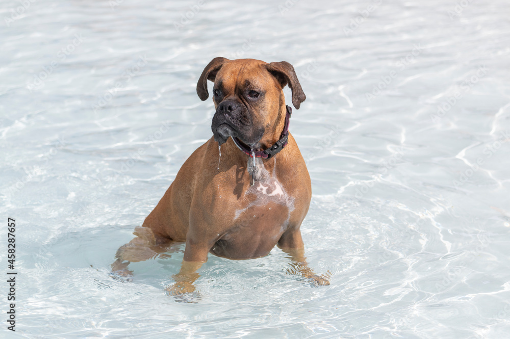 Boxer dog sitting in a swimming pool