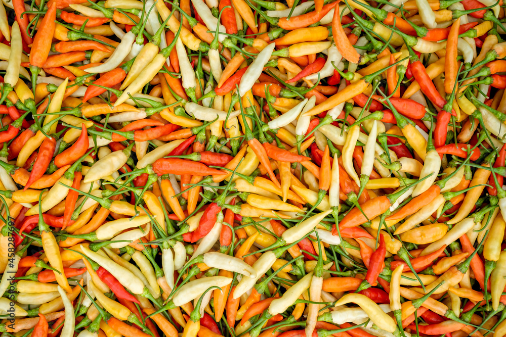 Top view of a pile of fresh chili, chili in a basket for sale Vegetable Market. use a background texture or a template. Fresh chili peppers pattern texture background. Top view of a pile of fresh chili, chili in a basket for sale Vegetable Market. use a background texture or a template. Fresh chili peppers pattern texture background.
