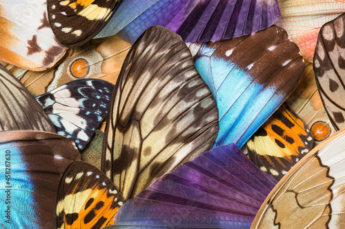 Background of insect Wing Collection photo