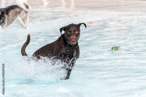 Labrador Retriever running through the water