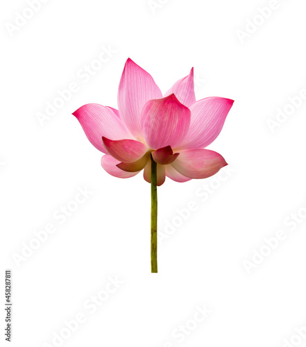 Lotus flower isolated on white background. Nature concept For advertising design and assembly. File contains with clipping path so easy to work.