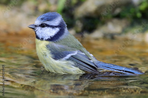 mésange bleue prenant un bain dans la mare