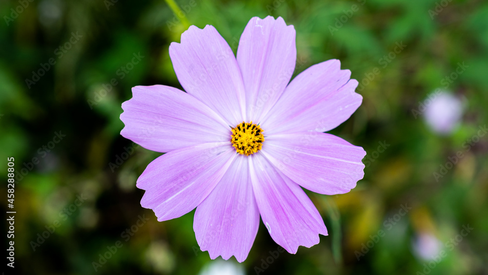 Fototapeta premium 코스모스