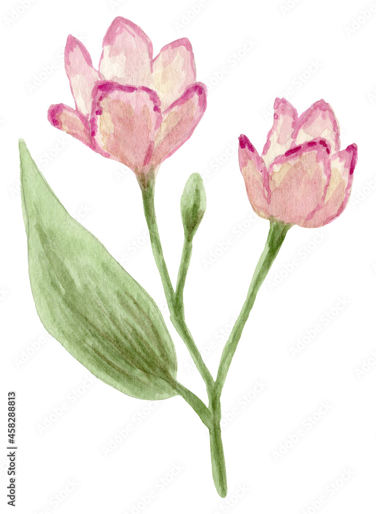 Watercolor flowers isolated on white background.