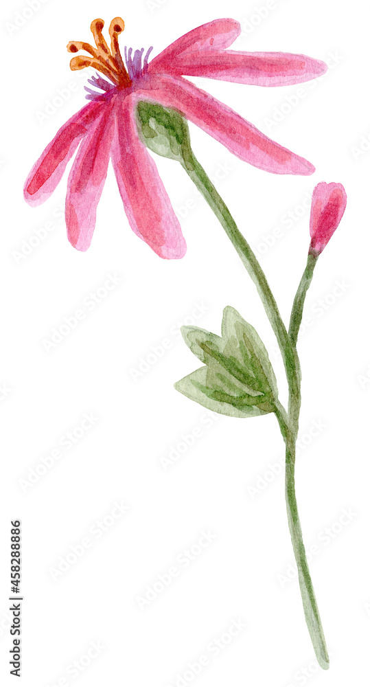 Watercolor flowers isolated on white background. Watercolor flowers isolated on white background.