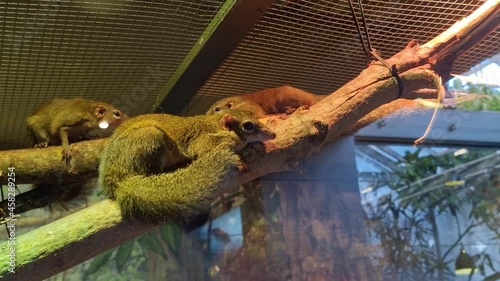 Tupaia glis - Common treeshrew walking on a tree branch photo