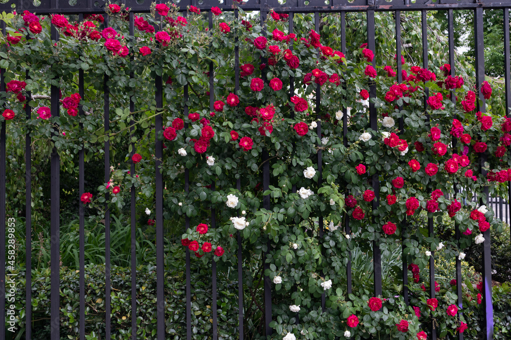 Many Red Roses along a Black Metal Fence during Spring in Greenwich Village of New York City