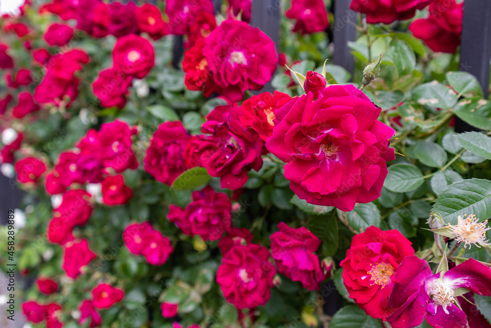 Many Red Roses along a Black Metal Fence during Spring in Greenwich Village of New York City Many Red Roses along a Black Metal Fence during Spring in Greenwich Village of New York City