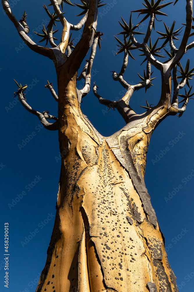 Close-up of a quiver tree in the quiver tree forest near Nieuwoudtville in South Africa with clear blue sky background