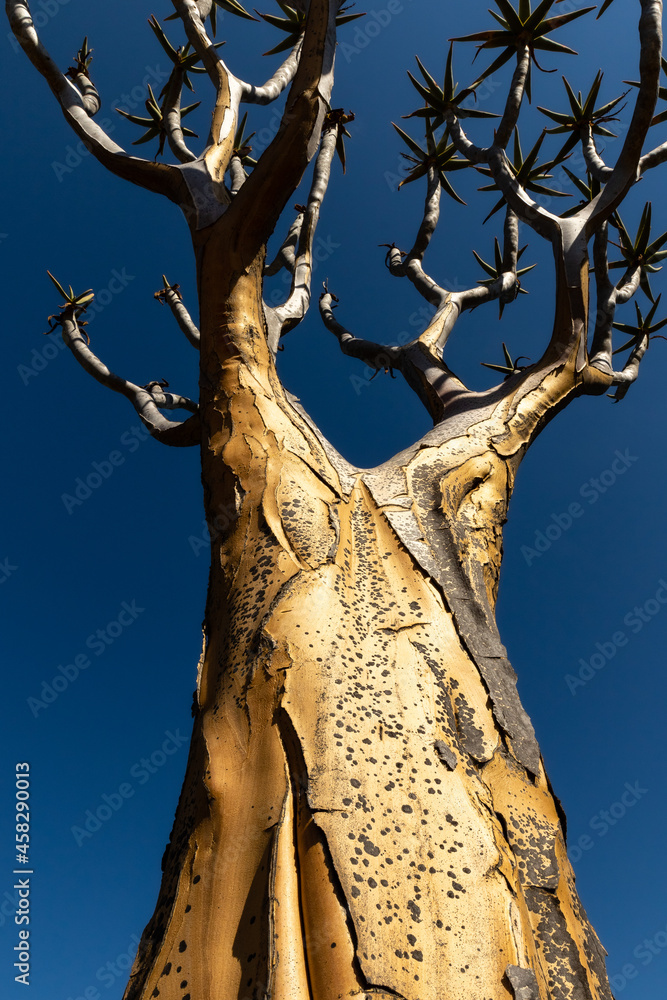 Close-up of a quiver tree in the quiver tree forest near Nieuwoudtville in South Africa with clear blue sky background Close-up of a quiver tree in the quiver tree forest near Nieuwoudtville in South Africa with clear blue sky background