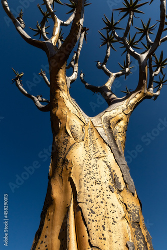 Close-up of a quiver tree in the quiver tree forest near Nieuwoudtville in South Africa with clear blue sky background © Louis