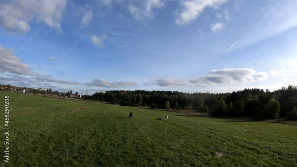flying on an fpv drone behind a horse, a girl on a horse, in a green field, against the background of a forest, bushes, trees, blue sky, white clouds flying on an fpv drone behind a horse, a girl on a horse, in a green field, against the background of a forest, bushes, trees, blue sky, white clouds