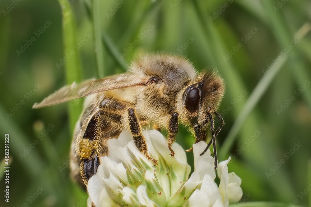 bee on a flower in the garden bee on a flower in the garden