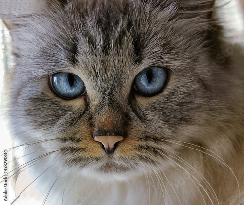The attentive gaze of blue-eyed Siberian cat