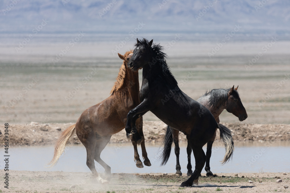 Wild Horse Stallions Fighting in the Utah Desert Wild Horse Stallions Fighting in the Utah Desert