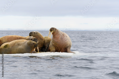 Group of walrus resting on ice floe in Arctic sea.