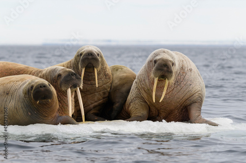Group of walrus resting on ice floe in Arctic sea. photo