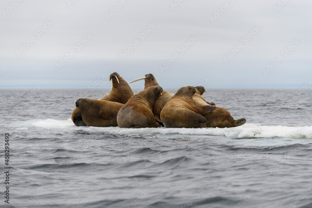 Fototapeta premium Walrus family lying on the ice floe. Arctic landscape.