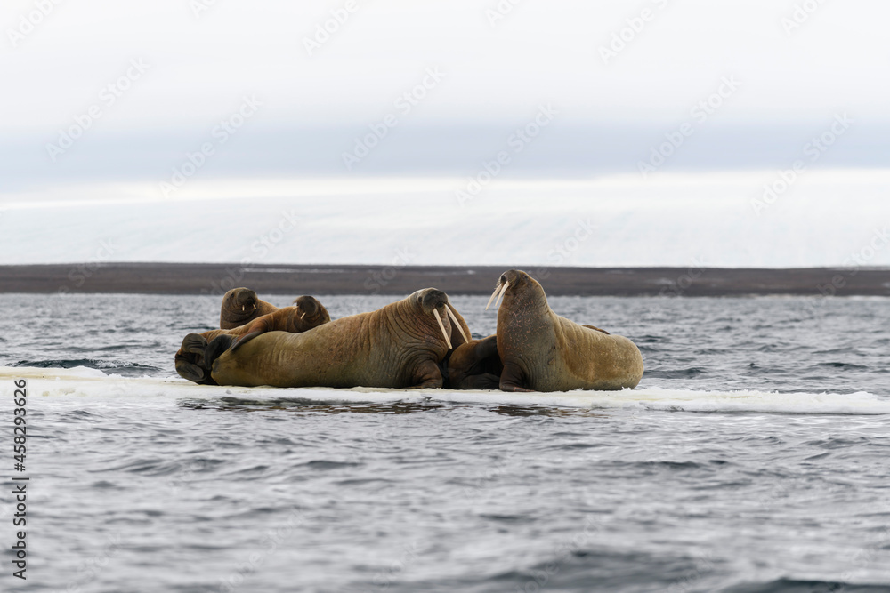 Walrus family lying on the ice floe. Arctic landscape.