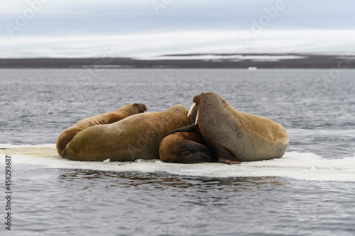 Walrus family lying on the ice floe. Arctic landscape.