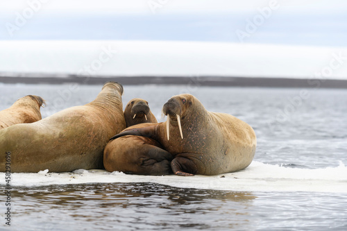 Walrus family lying on the ice floe. Arctic landscape.