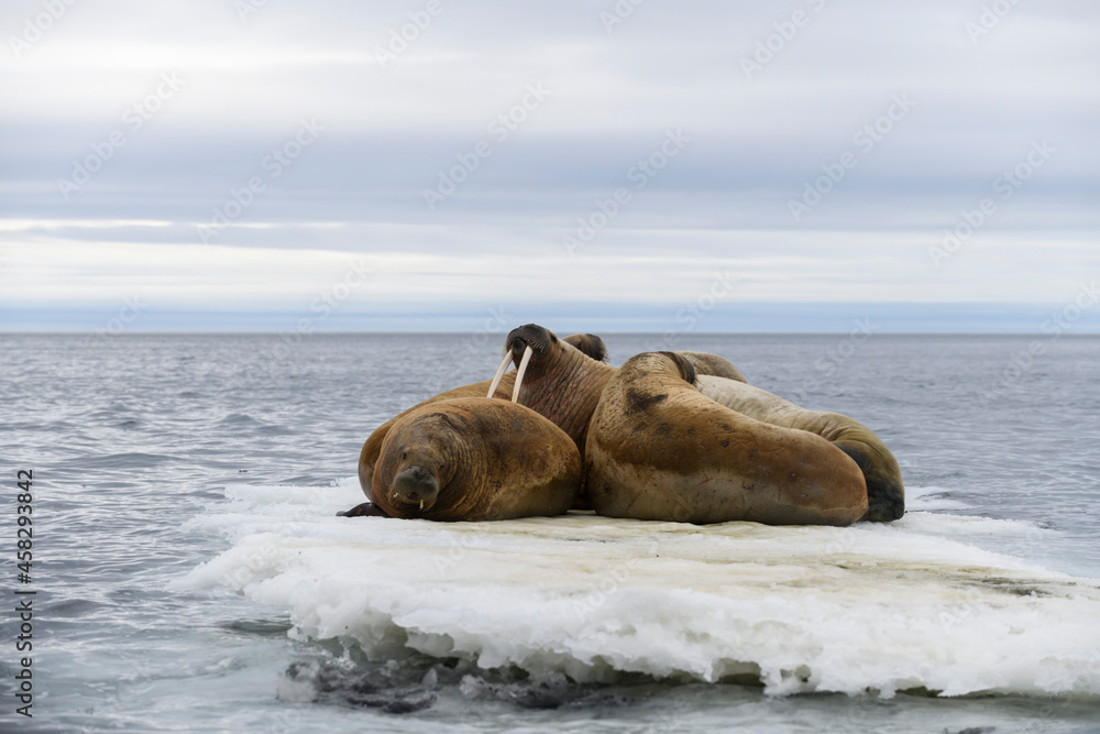 Fototapeta premium Group of walrus resting on ice floe in Arctic sea.