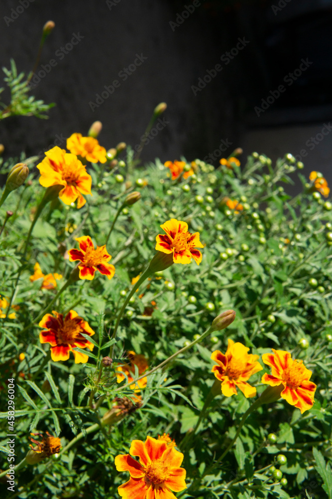 The magnified picture of French marigold flowers.. 만수국(프렌치 메리골드) 꽃사진