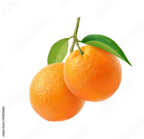 Orange fruits hangging with branch and green leaves isolated on white background.
