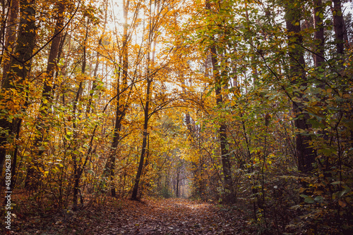 Fototapeta Naklejka Na Ścianę i Meble -  Autumn forest with the yellow trees
