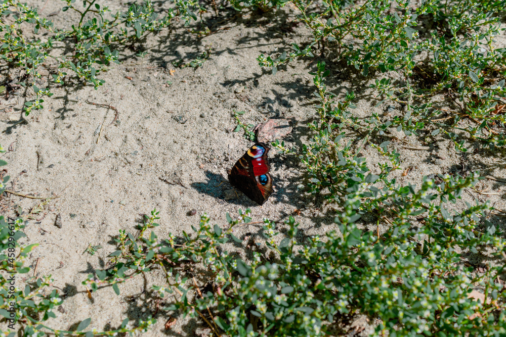 A colorful butterfly sits on the sand among the grass A colorful butterfly sits on the sand among the grass