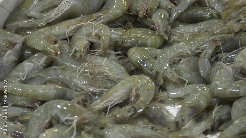 Shell fish on sale at a seafood market Shell fish on sale at a seafood market