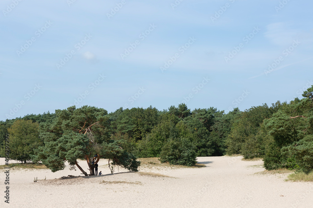 Frontier of pine trees and Soesterduinen sand dunes in The Netherlands marking the threshold of a forest. Unique Dutch natural phenomenon of sandbank drift plain.