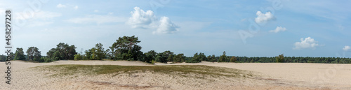 panorama of the forestPanorama of marram grass patch on a sunny day with solitary pine trees in the middle of the Soesterduinen sand dunes in The Netherlands. Unique Dutch natural phenomenon of sandba