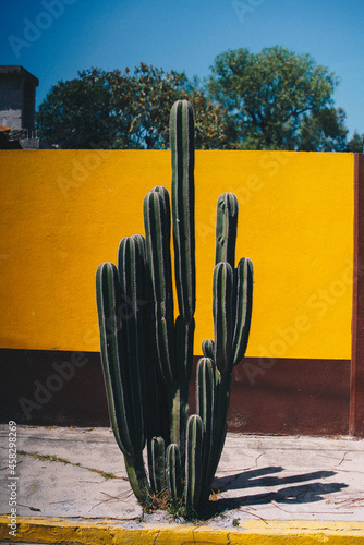 Cactus 