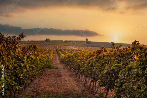 Dawn over the vineyards. HaShfela area, Southern Israel.