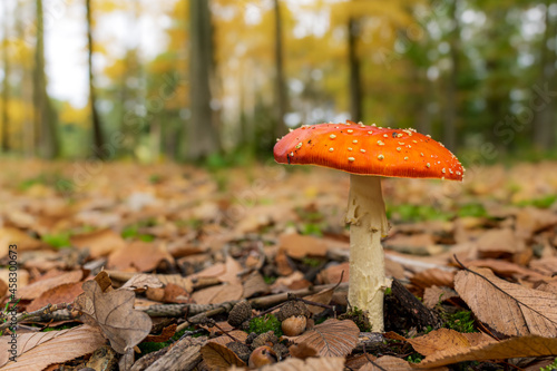 red mushroom in autumn forest