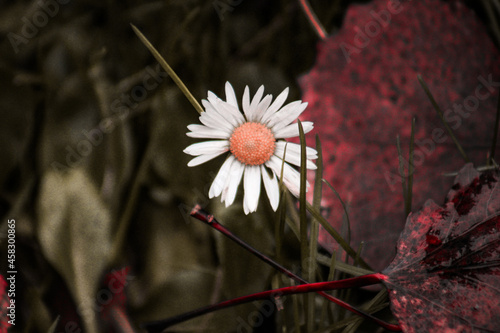 Canvas-taulu flower in the garden