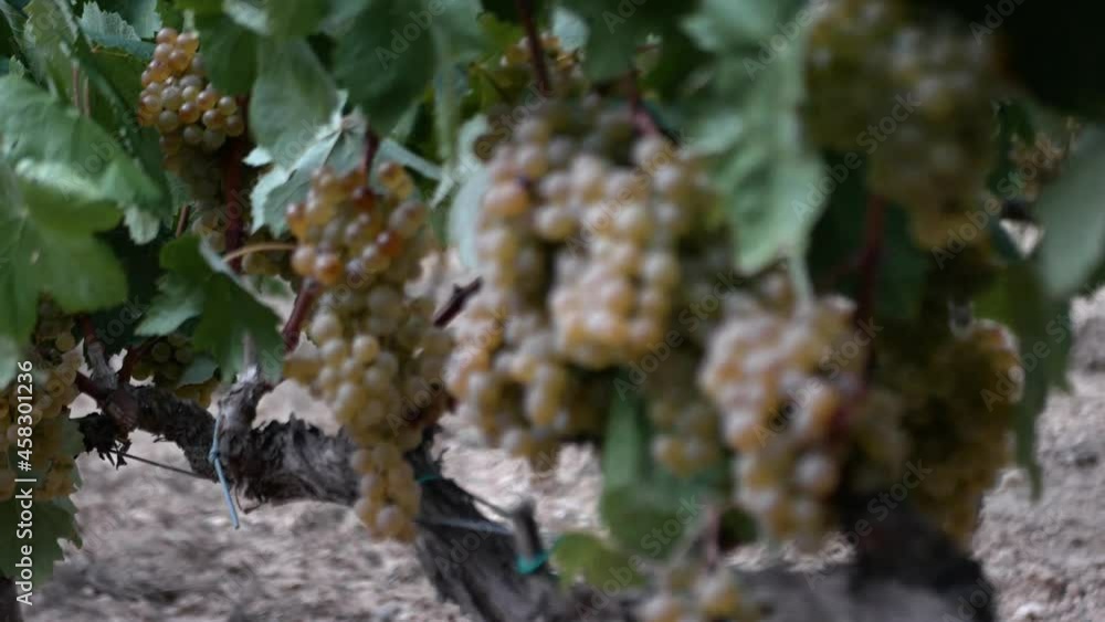 Detail of the Macabeo grape variety on the vine. Detail of the Macabeo grape variety on the vine.