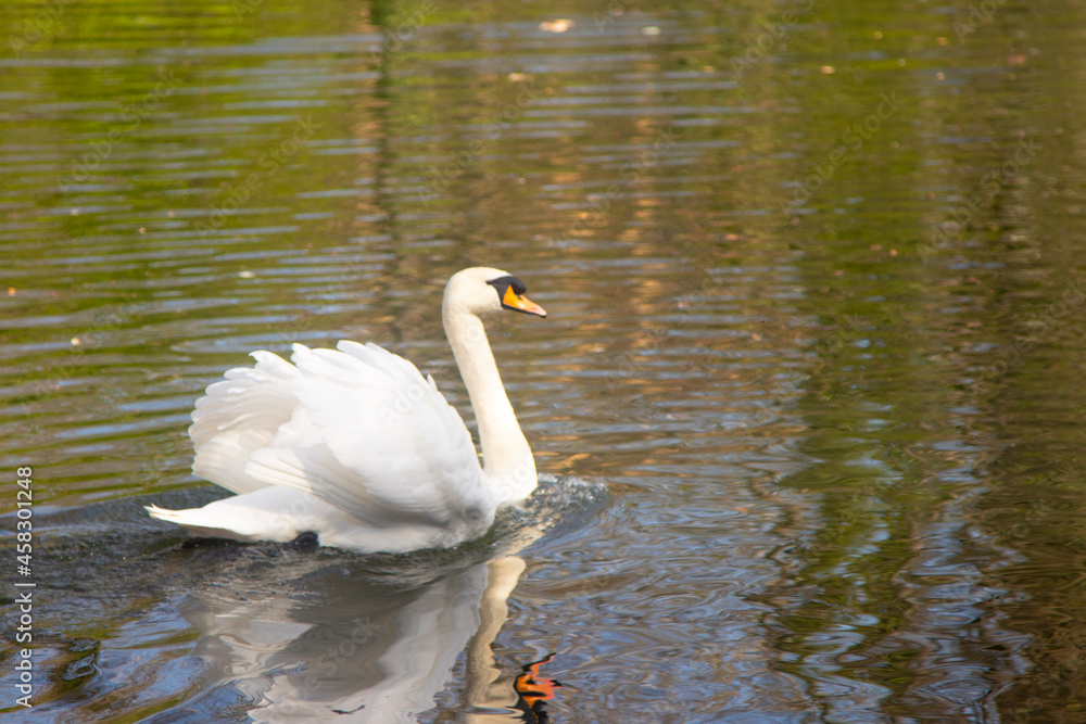 Naklejka premium swan on the lake