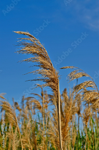 Kamysh is a genus of perennial and annual coastal aquatic plants of the sedge family. It grows up to 4 meters, in rare cases up to 6. photo